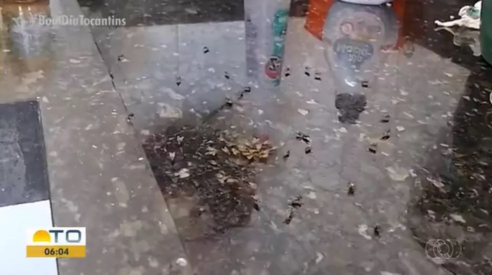 Infesta&ccedil;&atilde;o de moscas em casa de Gurupi &mdash; Foto: Reprodu&ccedil;&atilde;o/TV Anhanguera
