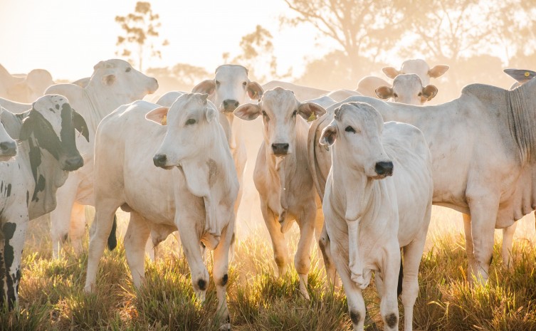 Governo do Tocantins abrirá a última campanha de vacinação contra febre aftosa em Miranorte