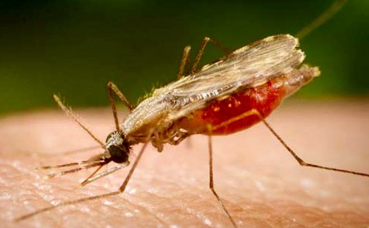 Doença é causada por parasitos (Plasmodium) transmitidos pela picada do mosquito fêmea infectada Anopheles - Foto: Divulgação