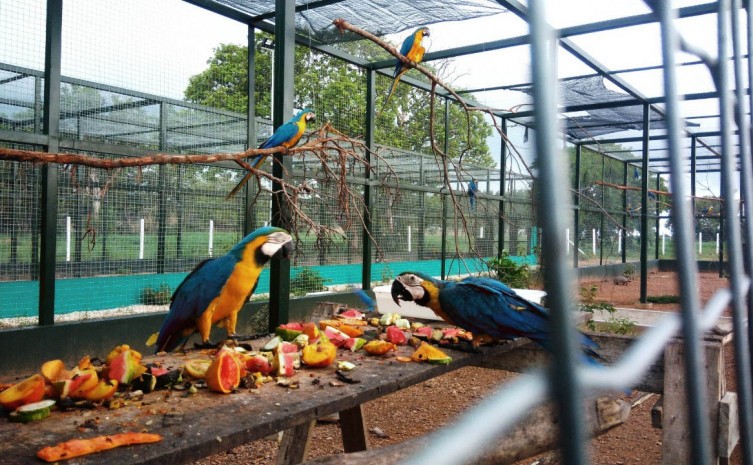 Centro de Fauna do Tocantins registra mais de 300 aves atendidas no período de um ano