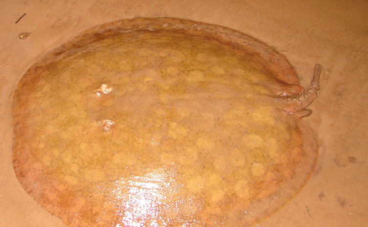 Naturatins realiza concurso de mascotes com o tema espécies ameaçadas