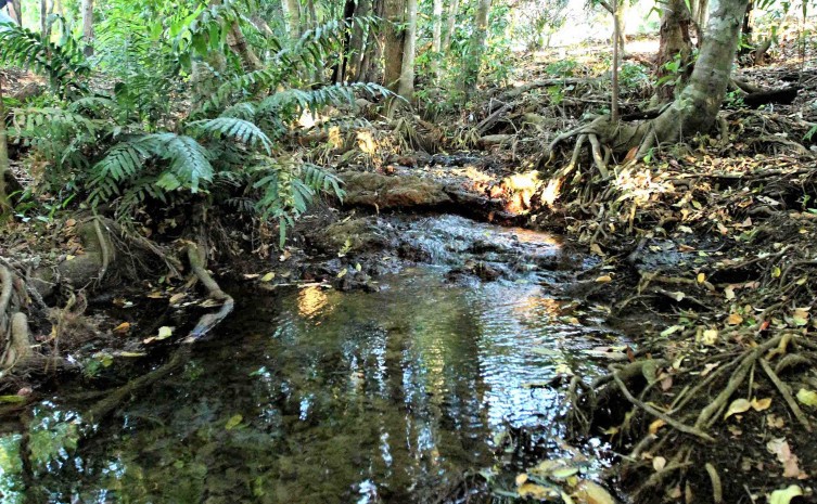 Reflorestamento de matas ciliares também pontua no ICMS-Ecológico e o prazo para a elaboração do questionário segue até 15 de março de 2023 - Foto: Fernando Alves/Governo do Tocantins