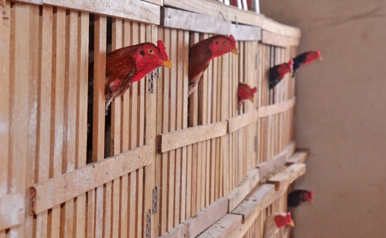 Em operação de combate ao tráfico de drogas e à lavagem de dinheiro, Polícia Civil também faz desmanche de rinha de galo