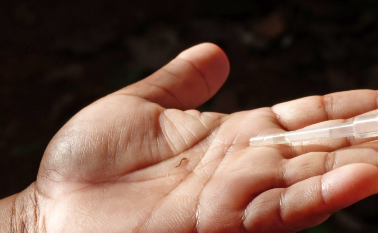 Larva do Aedes Aegypti vetor transmissor da Chikungunya - Foto: SES/Governo do Tocantins