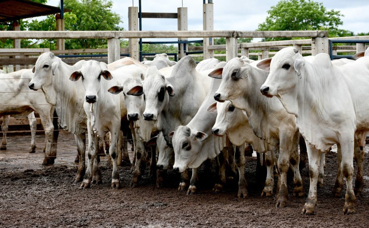 Campanha de vacinação contra a febre aftosa é prorrogada até 17 de dezembro