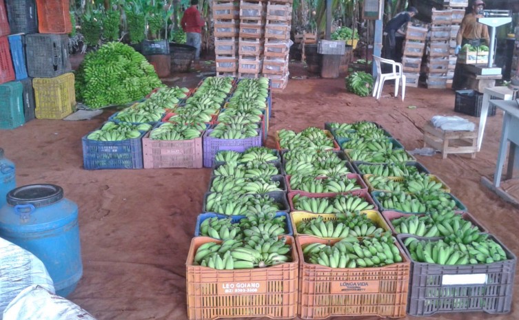 Adapec passa a exigir cadastro de distribuidoras de produtos vegetais portadores de restrição fitossanitária e seus proprietários