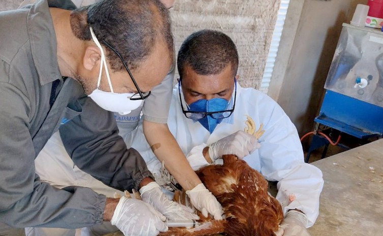 Governo do Tocantins realiza monitoramento para comprovar ausência do vírus da influenza aviária e da doença de Newcastle na avicultura