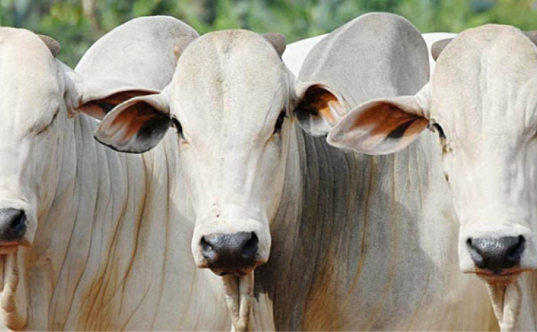 Investimento do Governo do Tocantins em tecnologia e melhoramento genético garante avanço na agricultura e na pecuária tocantinense