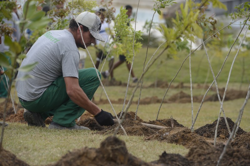 Dia da Árvore: projeto ajuda a reflorestar bioma 100% brasileiro