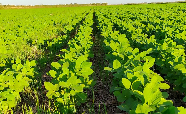 Adapec alerta sojicultores sobre fim da janela de plantio da soja sequeiro