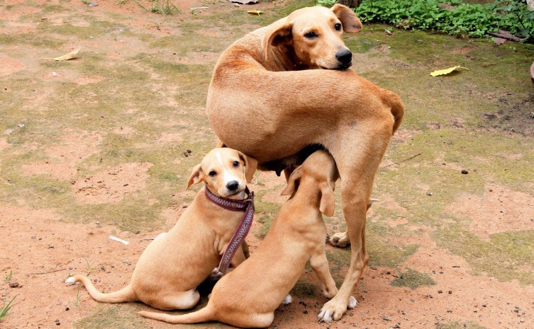O barulho excessivo pode causar estresse físico e psicológico tanto para os animais silvestres como domésticos - Foto: Marcel de Paula/Governo do Tocantins