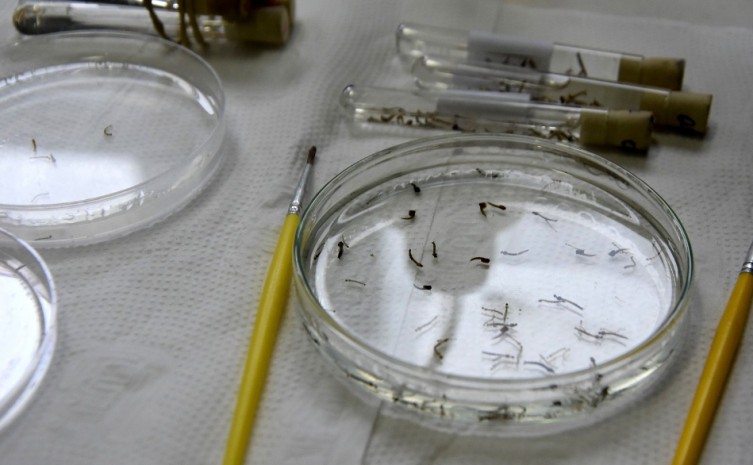 Entomologia Médica tem o objetivo de realizar vigilância de insetos e vetores de importância para saúde pública - Foto: Mariana Ferreira/Governo do Tocantins