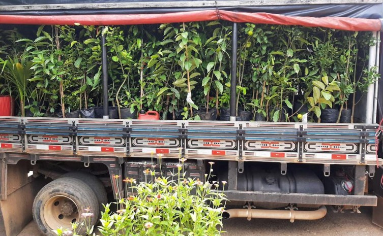 Adapec apreende mudas de plantas ilegais em Combinado