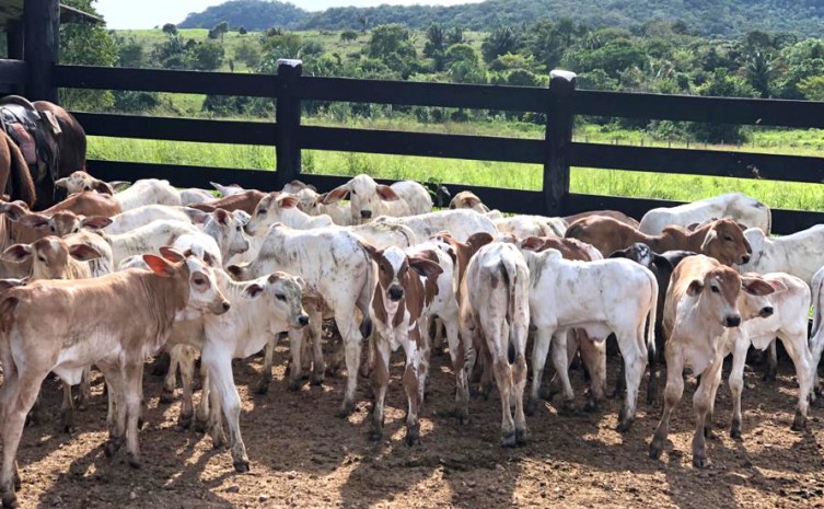 Vacinação contra brucelose no segundo semestre de 2022 atinge 95,36% das bovídeas em idade vacinal