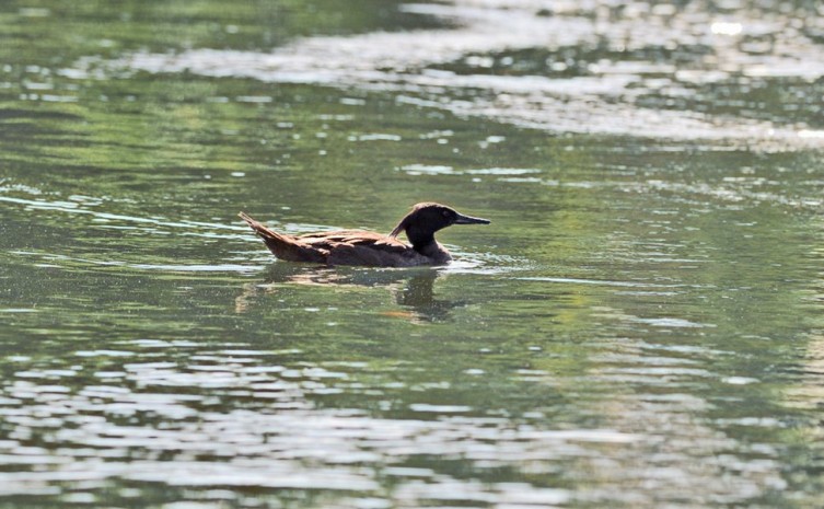 Naturatins participa de oficina de revisão do Plano de Ação Nacional do pato-mergulhão