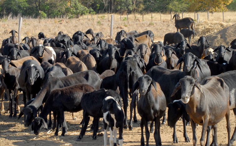 Proprietários de caprinos e ovinos devem cadastrar e/ou atualizar rebanho até 30 de novembro de 2023