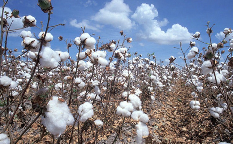  No Tocantins, Conab aponta expectativa de crescimento na produção de algodão em 12,5% nesta safra 2022/2023