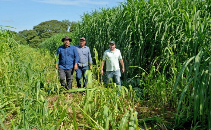 Com assistência técnica do Ruraltins, produtor reforma pastagem e estima colher 850 toneladas de silagem