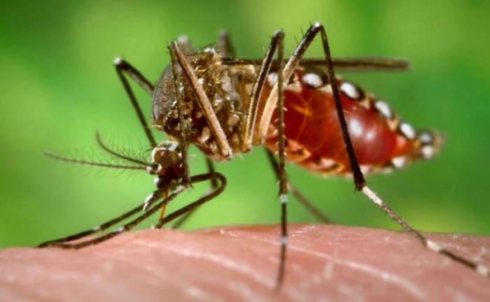 Equipe do Ministério da Saúde vai visitar municípios com maior incidência de casos no Tocantins - Foto: Divulgação