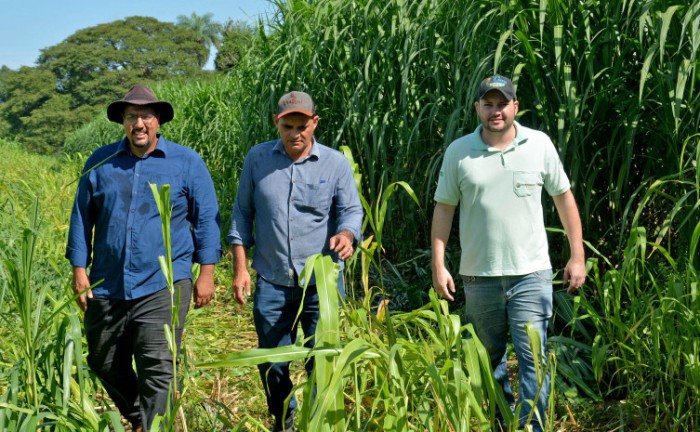 Ruraltins realiza Dia de Campo para apresentar resultados na Integração Lavoura-Pecuária