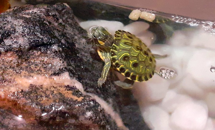 Mais de 100 animais brasileiros são considerados invasores no país