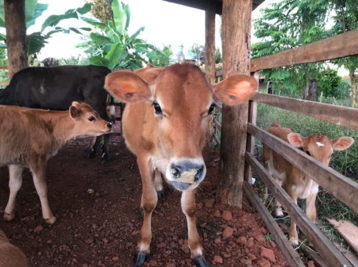 Bezerros da raça jersey que serão expostos na Agrotins - Fotógrafo:Divulgação