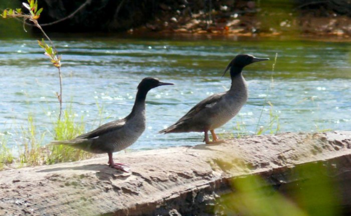 Governo do Tocantins inicia ações do programa de monitoramento do pato-mergulhão na região do Jalapão