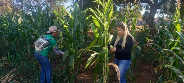 A diretora da ETI Cícera Mota conta que o plantio do milho safrinha teve início em março deste ano e os alunos participaram de todas as etapas do cultivo - Fotógrafo:Divulgação