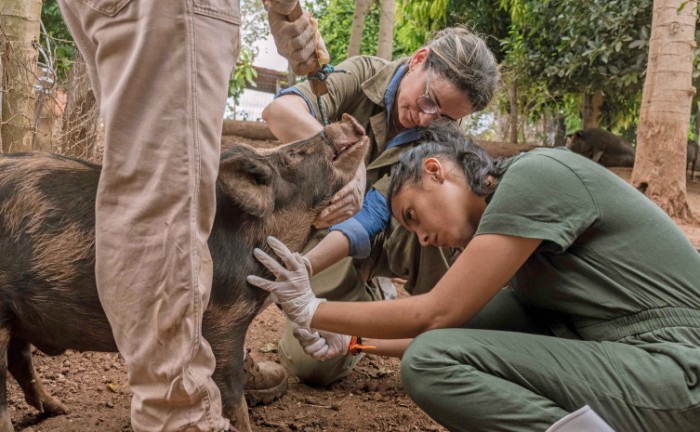 Adapec conclui ciclo de vigilância sorológica e clínica de suínos em propriedades rurais no Tocantins
