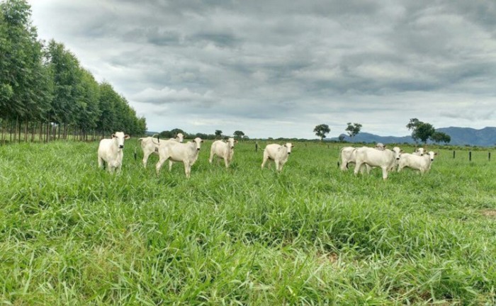 Secretaria da Agricultura e parceiros abrem inscrições para a Rota da Pecuária no Tocantins
