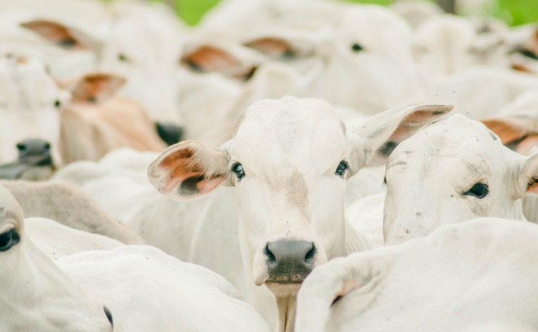 Tocantins atinge índice de cobertura vacinal de 95,40% na primeira etapa da campanha de vacinação contra a brucelose