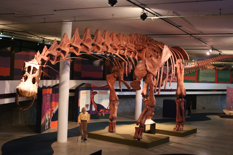SP: exposição mostra réplica do maior dinossauro do mundo