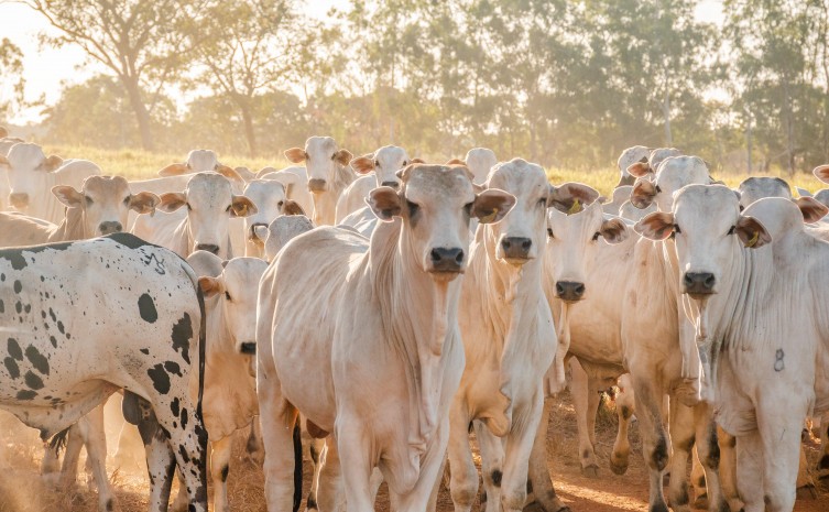 Governo do Tocantins prepara para última campanha de vacinação contra a febre aftosa