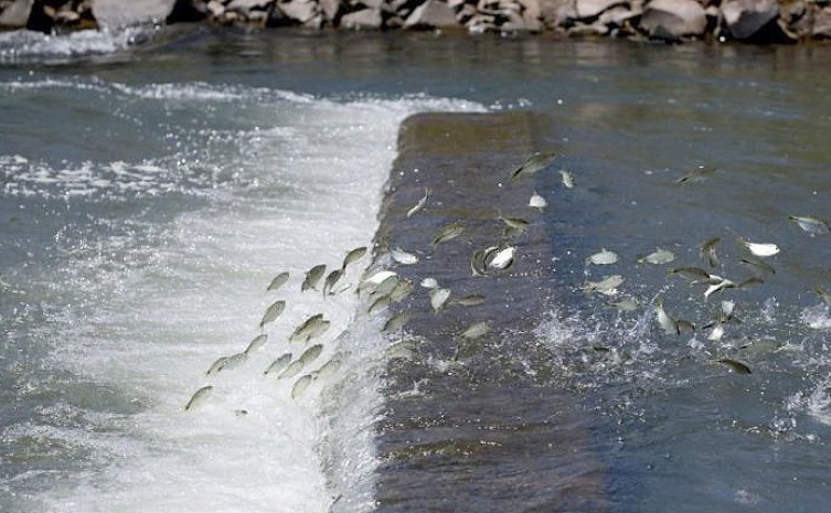 Período da piracema no Tocantins tem início no dia 1° de novembro